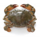 Sticker crabe