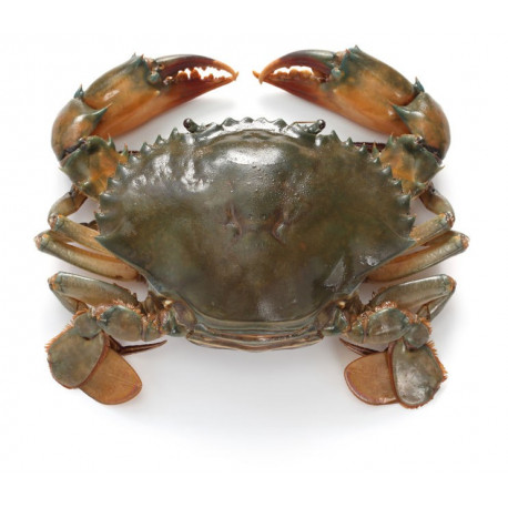 Sticker crabe