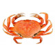 Sticker crabe