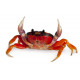 Sticker crabe
