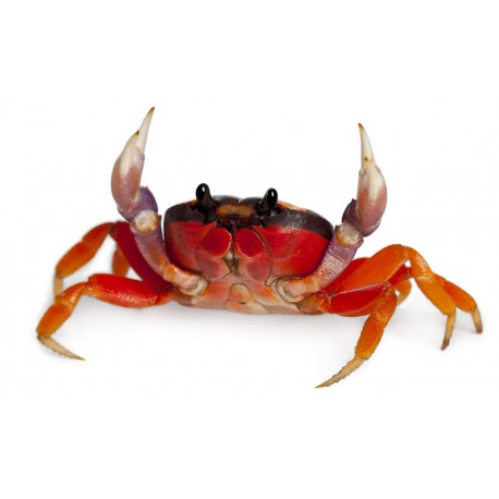 Sticker crabe