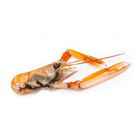 Sticker langoustine