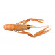 Sticker langoustine