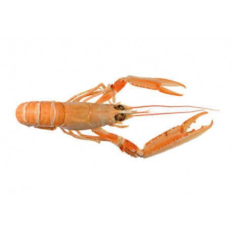 Sticker langoustine