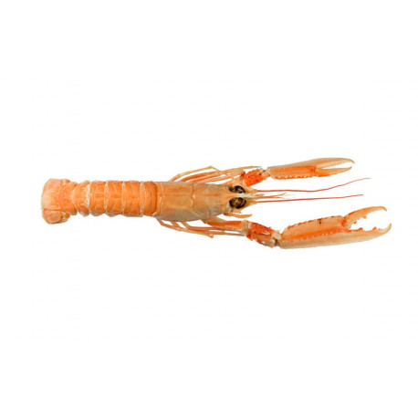 Sticker langoustine