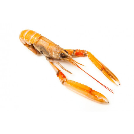 Sticker langoustine