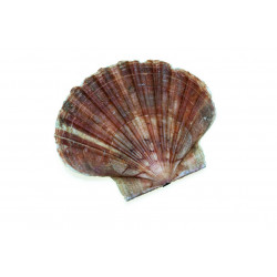 Sticker noix de saint jacques