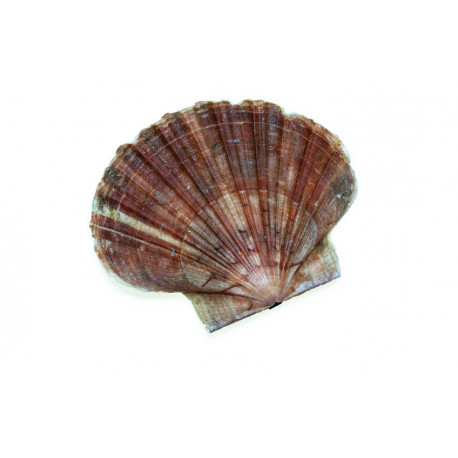 Sticker noix de saint jacques