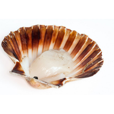 Sticker noix de saint jacques