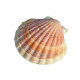 Sticker coquille de saint jacques