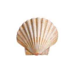 Sticker coquille saint jacques