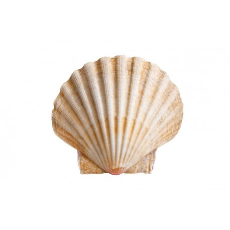 Sticker coquille saint jacques