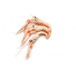 Sticker langoustines