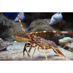 Sticker langoustines