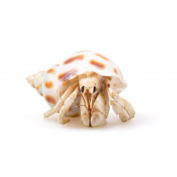 Sticker bernard l'hermite