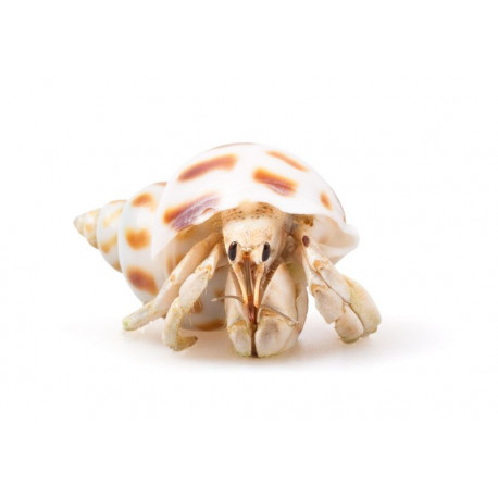 Sticker bernard l'hermite