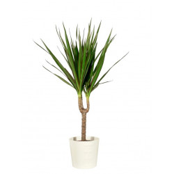 Sticker plantes ornement