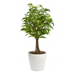 Sticker mural plantes verte