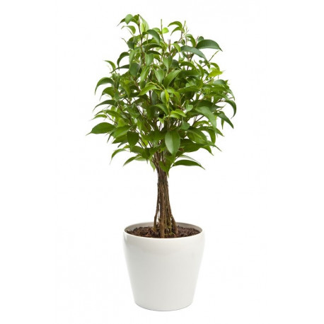 Sticker mural plantes verte