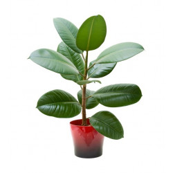 Sticker plantes grace