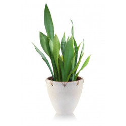 Sticker plantes en pot