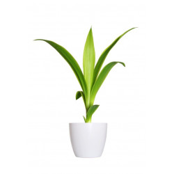 Autocollant mural plante verte