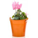 Sticker fleur en pot