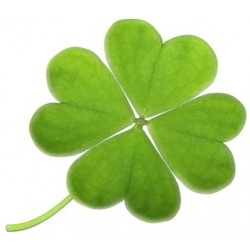 Sticker Tréfle chance 4 feuilles vert