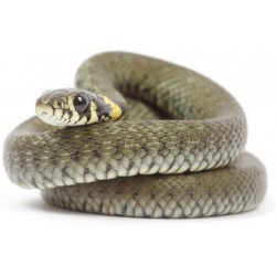 Sticker Serpent enrouler gris