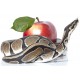 Sticker Serpent enrouler pomme
