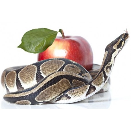 Sticker Serpent enrouler pomme