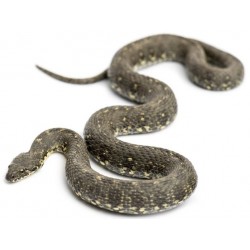 Sticker Serpent gris