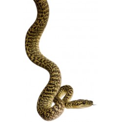 Sticker Serpent jaune noir