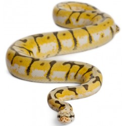 Sticker Serpent noir jaune