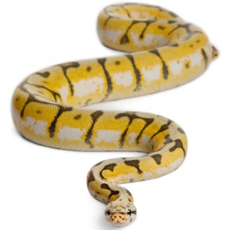 Sticker Serpent noir jaune