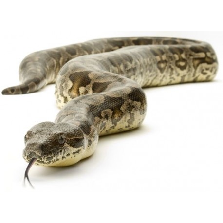 Sticker Serpent langue gris