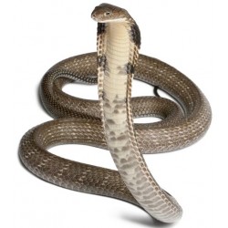 Sticker Serpent marron