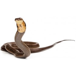 Sticker Serpent marron