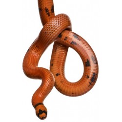 Sticker Serpent orange