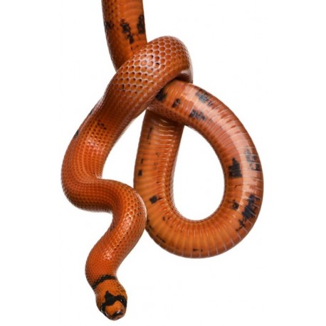 Sticker Serpent orange