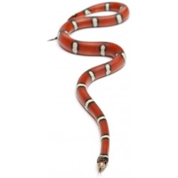 Sticker Serpent noir rouge