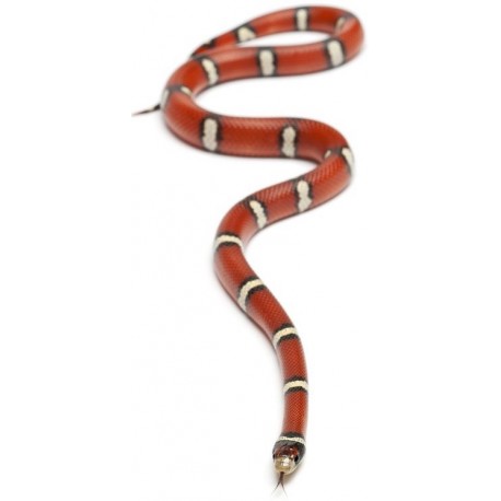 Sticker Serpent noir rouge