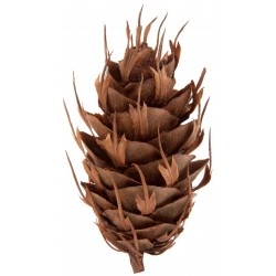 Sticker Pomme de pin