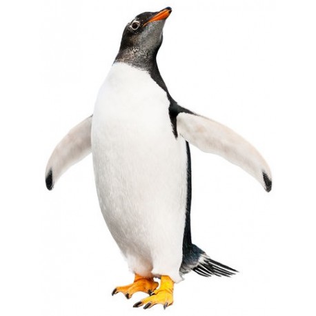 petit Sticker pingouin