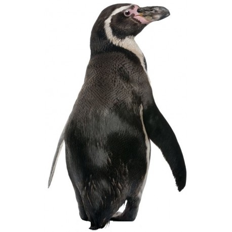 Sticker pingouin de dos