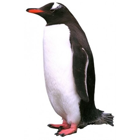 Sticker pingouin