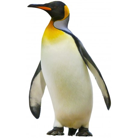 Sticker bebe pingouin