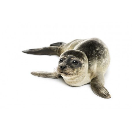 Sticker phoque chambre deco