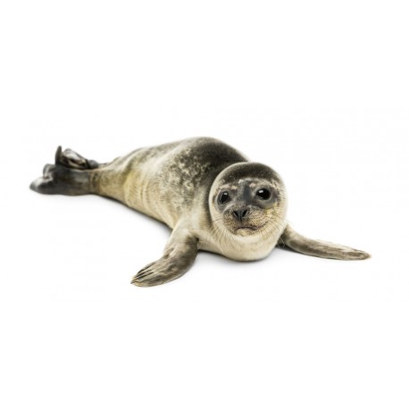 Sticker petit bebe phoque