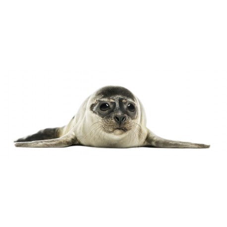 Sticker phoque dort